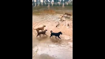 كلاب تنهش كلب بحر 