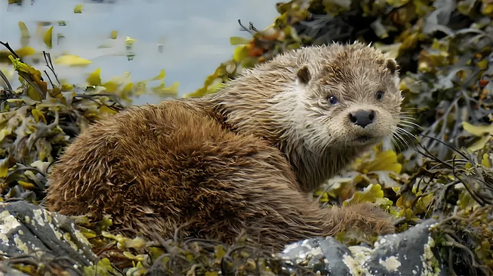 3 Hours of The Untold Stories of British Wildlife | Our World thumbnail