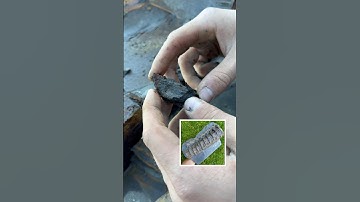 Finding Jurassic Marine Reptile Bone #bone #fossil #marine #reptile #stone #slab