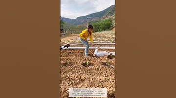 A Scene of Mulching Work  #farming #work #agriculture