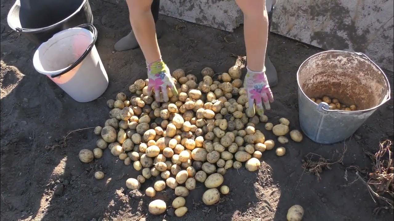 Сколько лет картофелю. Копать картошку. Копка картофеля. Копание картофеля. Выкапывание картошки.