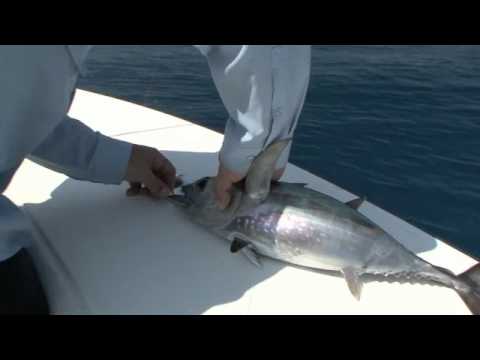 Saltwater Fishing Test of Shimano's Waxwing Jig System 