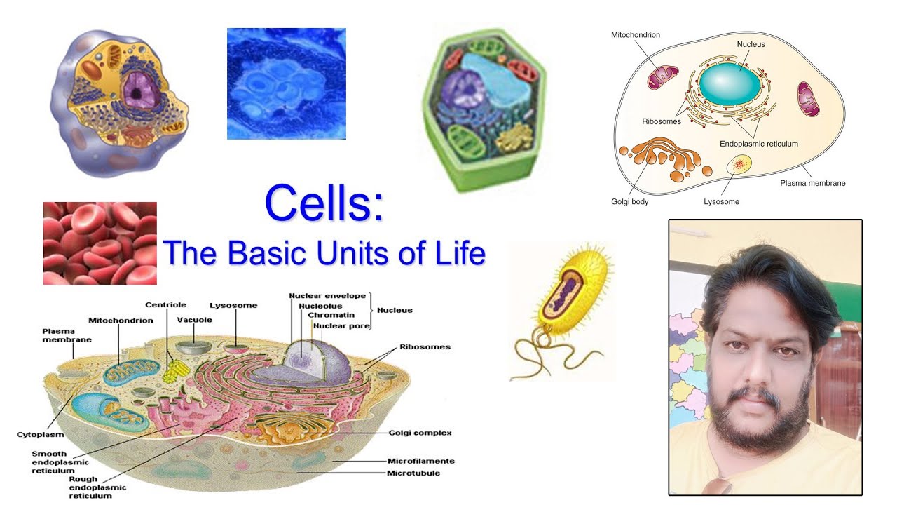 8 Biology Cell The Basic Unit Of Life Ll Last Part Youtube