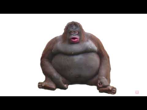 Kracc Bacc: music monke (Reuploaded)