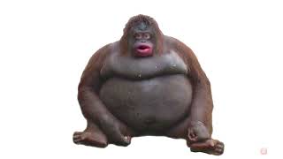 Kracc Bacc Music Monke Reuploaded