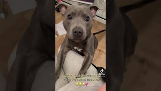 Dog reacts to being called beautiful 