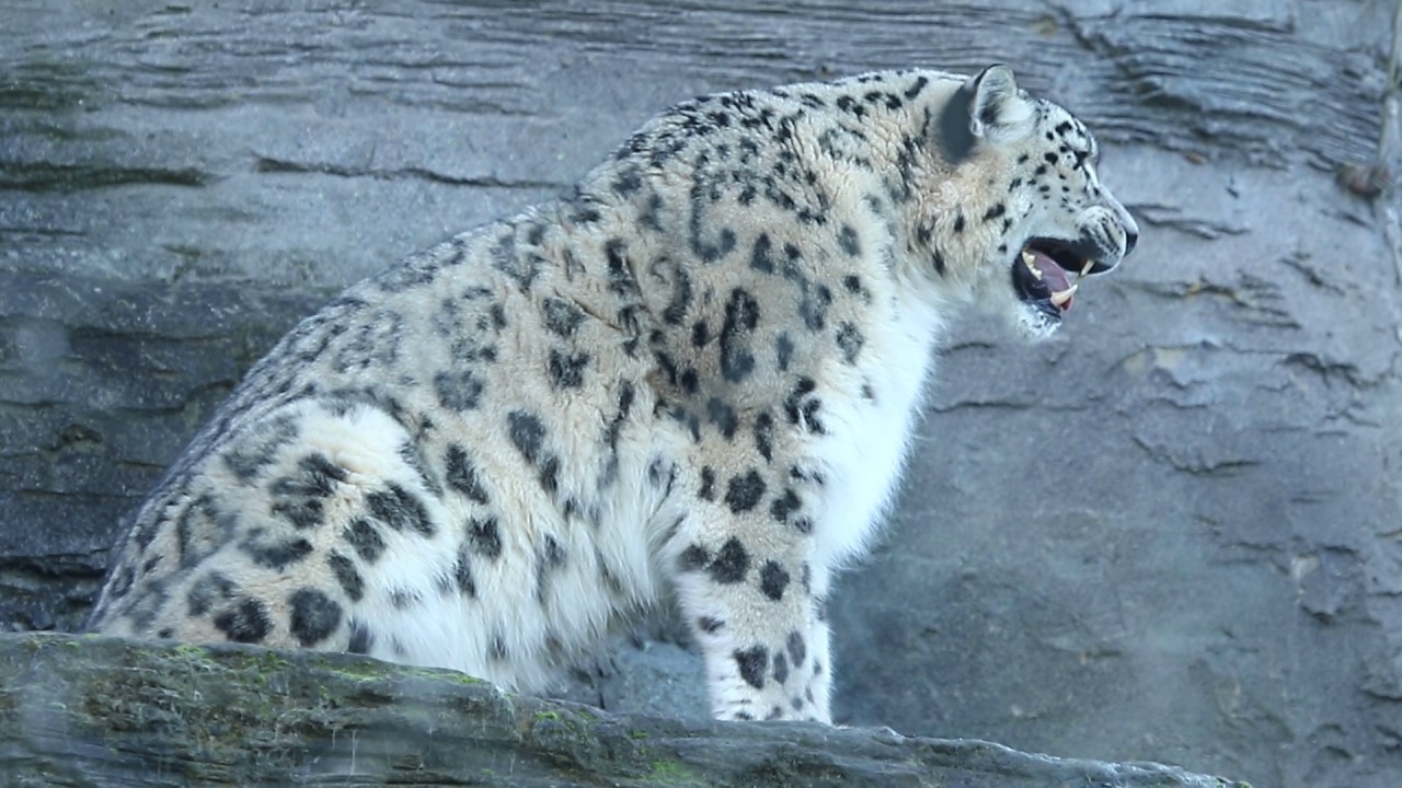 Snow Leopard Calling 3 Youtube