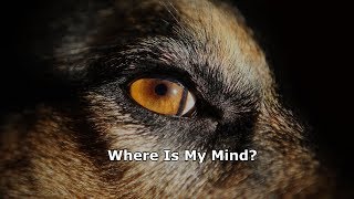 Pixies - Where Is My Mind Legendado Tradução chords