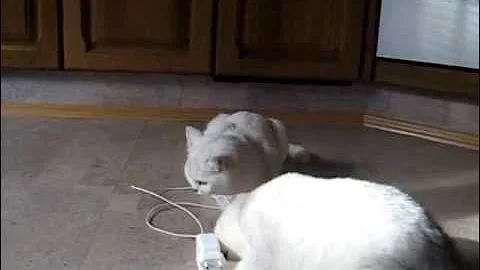 Watch the video about Micro Film "The moments of kittens life" Chinchilla Cats Schönweg Katzen