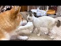 保護子猫リノ♥優しい柴犬ママと初ご対面！