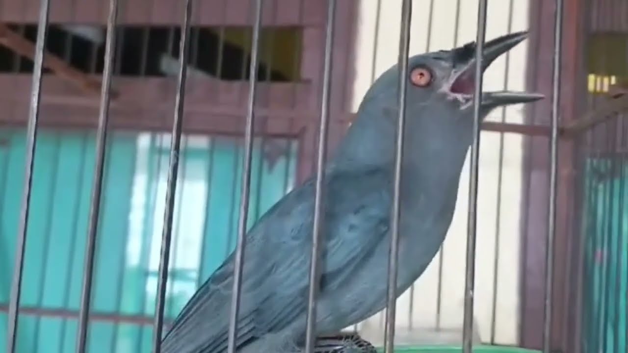 SRIGUNTING ABU-ABU Full isian mewah variasi banyak isian