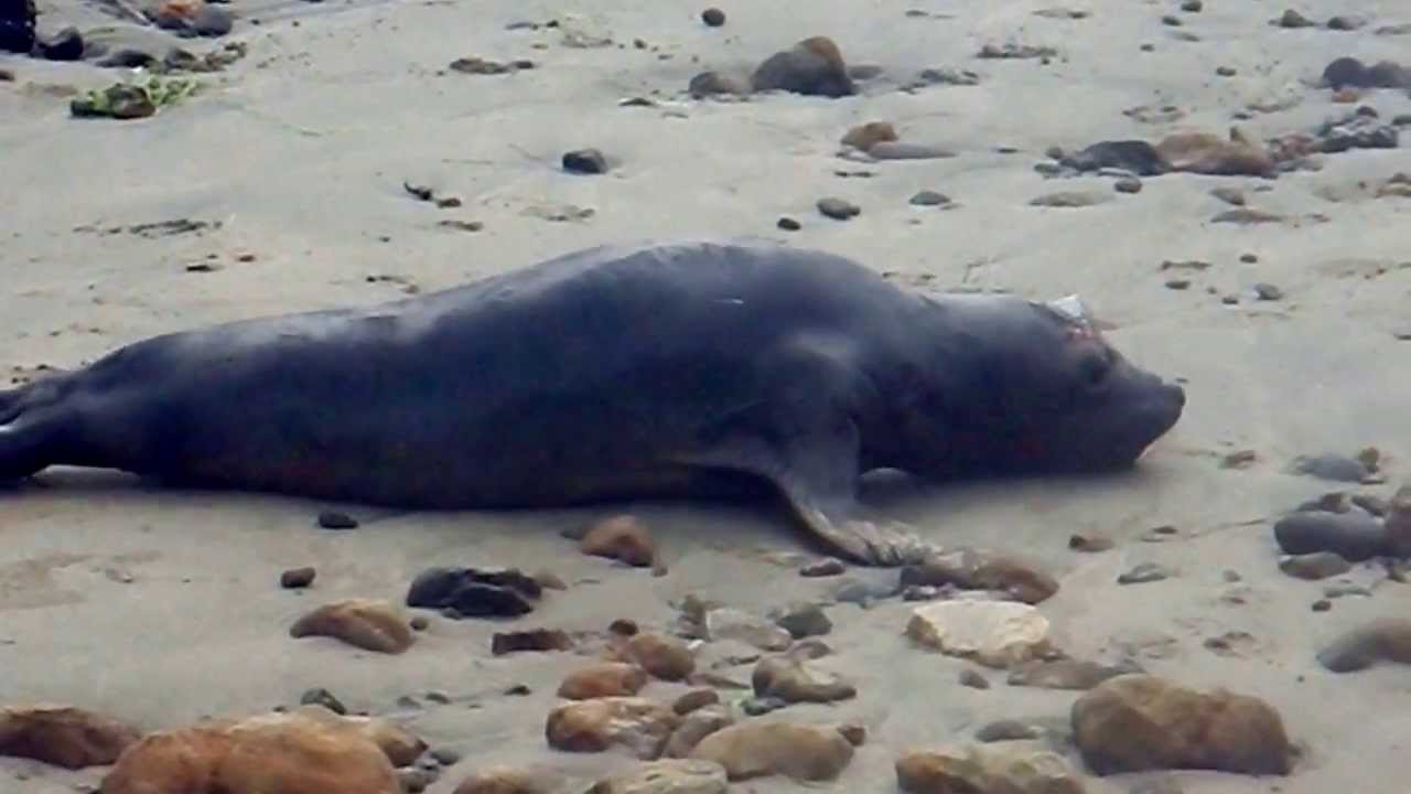 Hungry Elephant Seal (Mirounga angustirostris) at Pillar Point Harbor