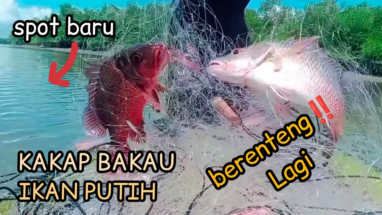 PART 1 ada spot baru nih ‼️ketemu lubuk ikan putih dan kakap bakau MJ #59