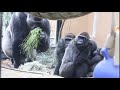 雨が強まり慌てて子供を連れて避難する母ゴリラ ⭐️Gorilla【京都市動物園】Sudden rain! Genki hurriedly evacuated with Kintaro.