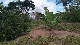 Roça - Fazenda Teobaldo, Região Norte da Bahia