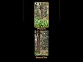 iPhone Xs in 2026 vs iPhone 17 Pro Camera Test