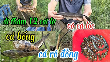 Đi thăm 12 cái lờ cá vô cá lóc , cá bống, cá rô đồng ngon quá 