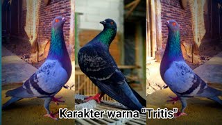 KARAKTER 'MERPATI' WARNA TRITIS..!!