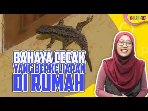 Video: Adakah cicak berbahaya untuk manusia?