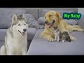 子猫を自分の子供だと思って必死で守るゴールデンレトリバー犬