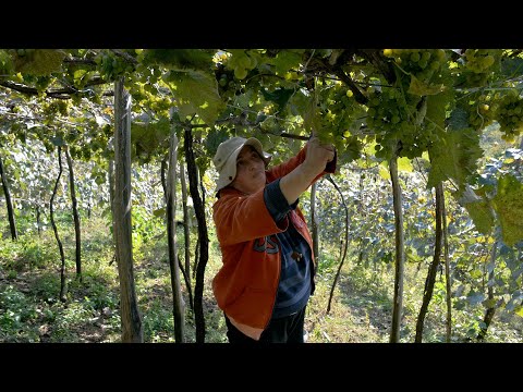 რატომ არა ნამოხვანის ჰესების კასკადს - თამილა გაბიძაშვილი ტვიშიდან