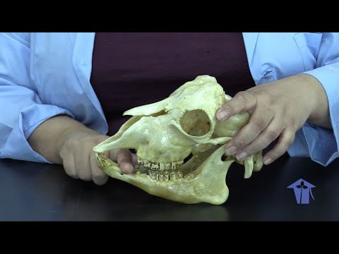 Video: Wat is een diasteem bij herbivoren?