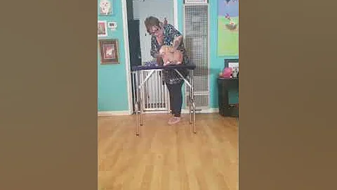 How to Stack Your Show Dog from Show Dog Prep Scho...
