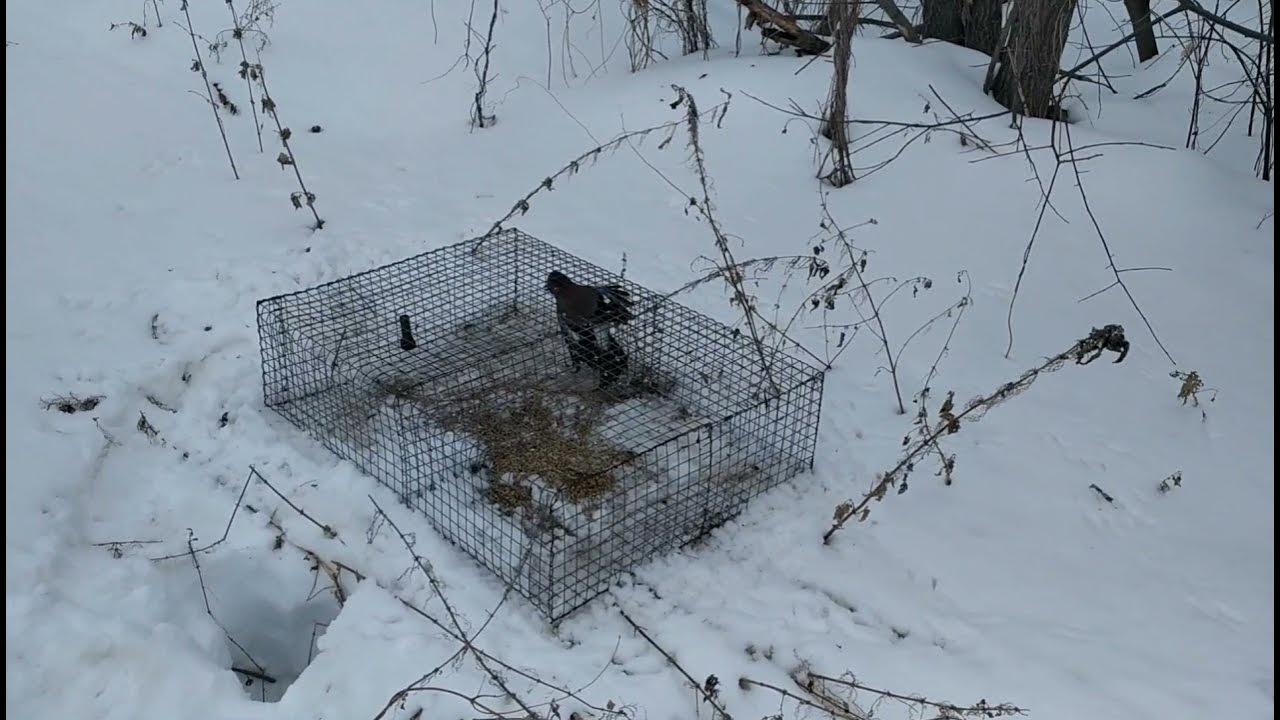 ловушка для куропаток. ловушки для птиц куропаток. ловушки на куропаток зимой. ловля куропаток. ловля куропаток зимой.