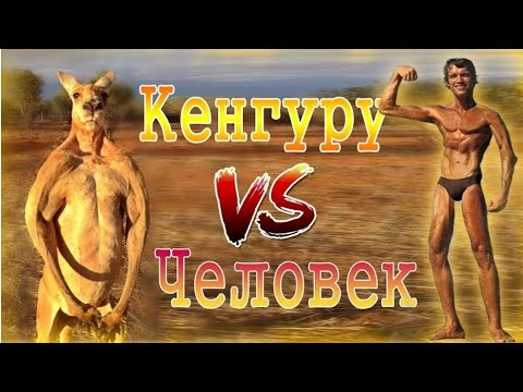 КЕНГУРУ🦘 vs ЧЕЛОВЕК🏋/Kangaroo vs human/ потасовка туриста с кенгуру попала на 📹