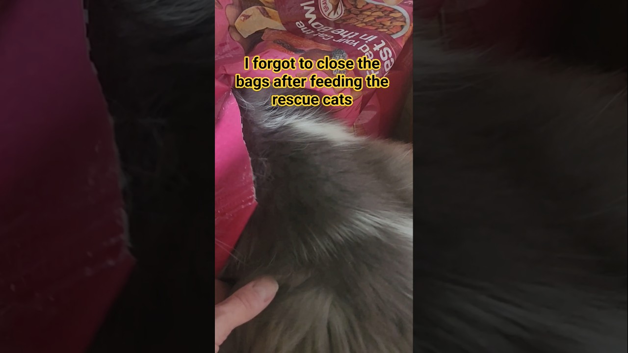 This Is Why I Go Through So Much Cat Food