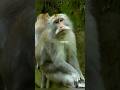Monkey Suddenly Targeted One Visitor at the Zoo 😱 What Happened Next Shocked Everyone!