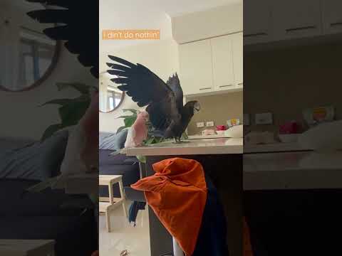 Cockatoo VS Plate #cute #australianbirds #smartparrot #socute