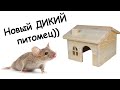 Новый питомец, спас ДИКОГО мышонка  !!!