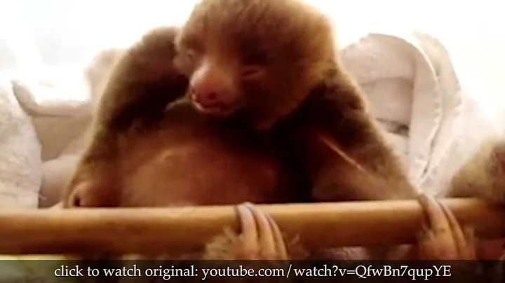 True Facts About Sloths