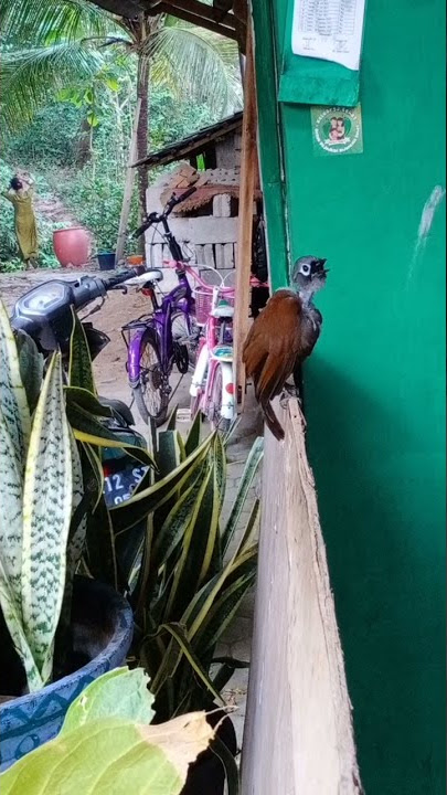 Suara burung poksai mantel betina manggil jantan #shorts