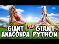 Anaconda vs Giant Python!