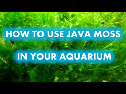 Video: Planting the aquarium with Java moss