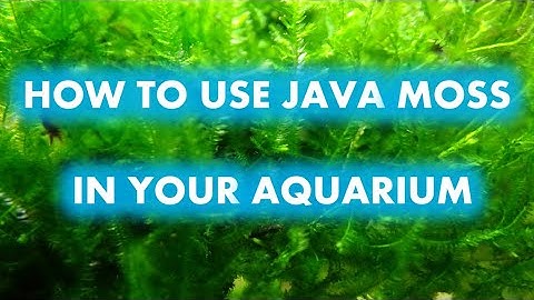 HOW TO USE JAVA MOSS IN YOUR AQUARIUM