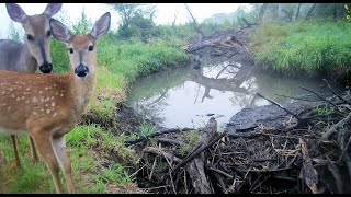 2023 Trail Cam Videos Vol 3 (September to December) by Larry Peterson 1,747 views 4 months ago 26 minutes