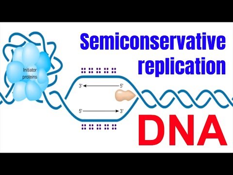 Video: Qual è il vantaggio della replica semiconservativa?