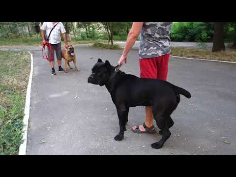 Βίντεο: Cane Corso Dog Breed Υποαλλεργικό, Υγεία και Διάρκεια Ζωής