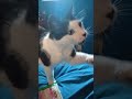 Does your cat do tricks? #crazycoop #cattricks #catshorts #catlovers #catvideos #cats