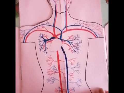Every part of the human body - YouTube