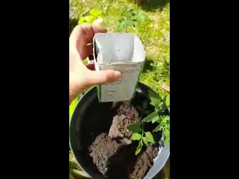 Free hack- mini wicker pot content media