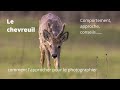 Le Chevreuil en photo et video