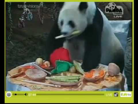 Pandas Chuang Chuang and Lin Hui on Lin Pings 1st ...