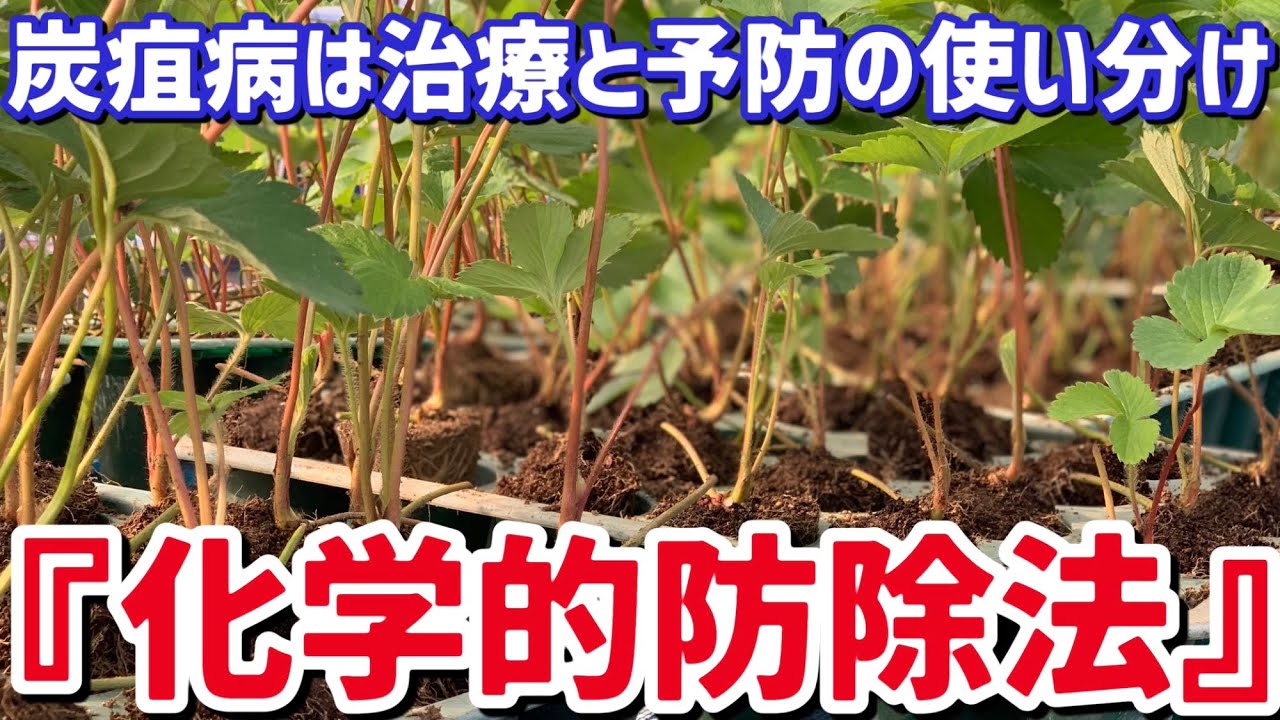 「いちご栽培 いちご農家」化学的防除で炭疽病を防ぐ 治療剤と予防剤の使い分けてが重要