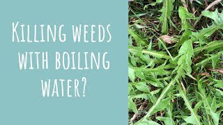 Using boiling water to kill weeds