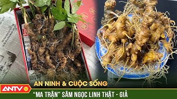 An ninh với cuộc sống: “Ma trận” sâm giả đội lốt “quốc bảo” - Cẩn trọng kẻo tiền mất tật mang |ANTV