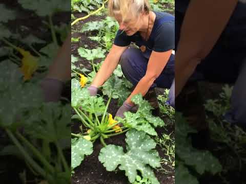 Video: Waarom Zijn Courgettes Niet Blij Met De Oogst?